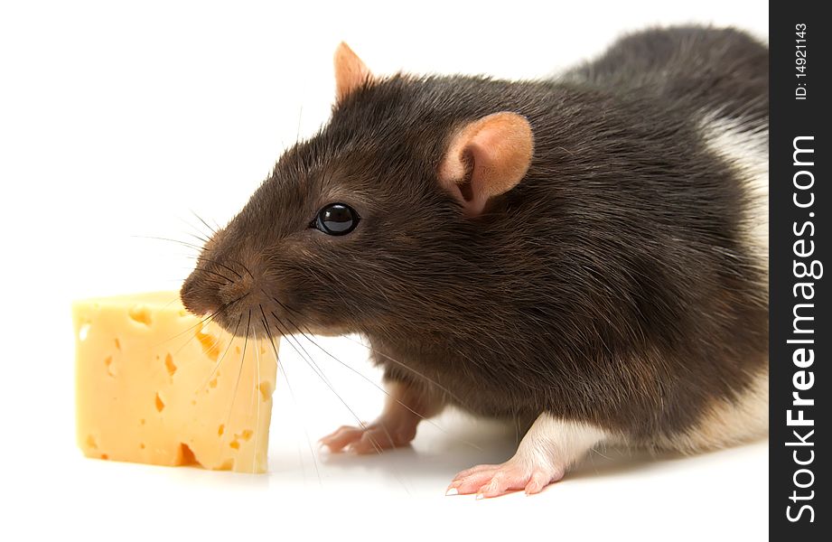 Home rat eating tasty cheese. Home rat eating tasty cheese