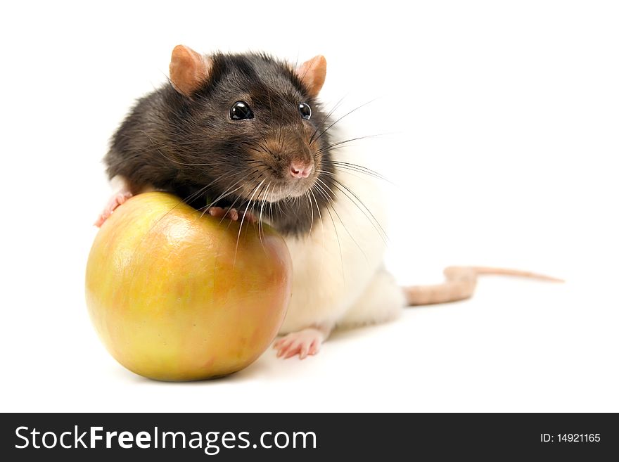 Home rat with yellow apple isolated on white. Home rat with yellow apple isolated on white