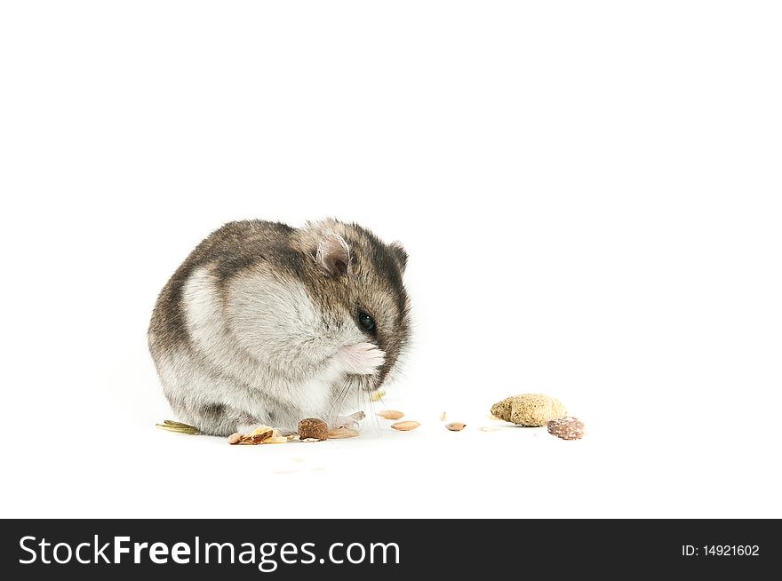 Hamster cleaning, isolated over white. Hamster cleaning, isolated over white