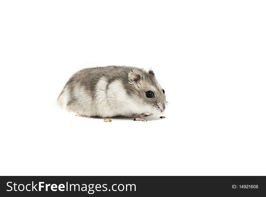 Hamster Isolated
