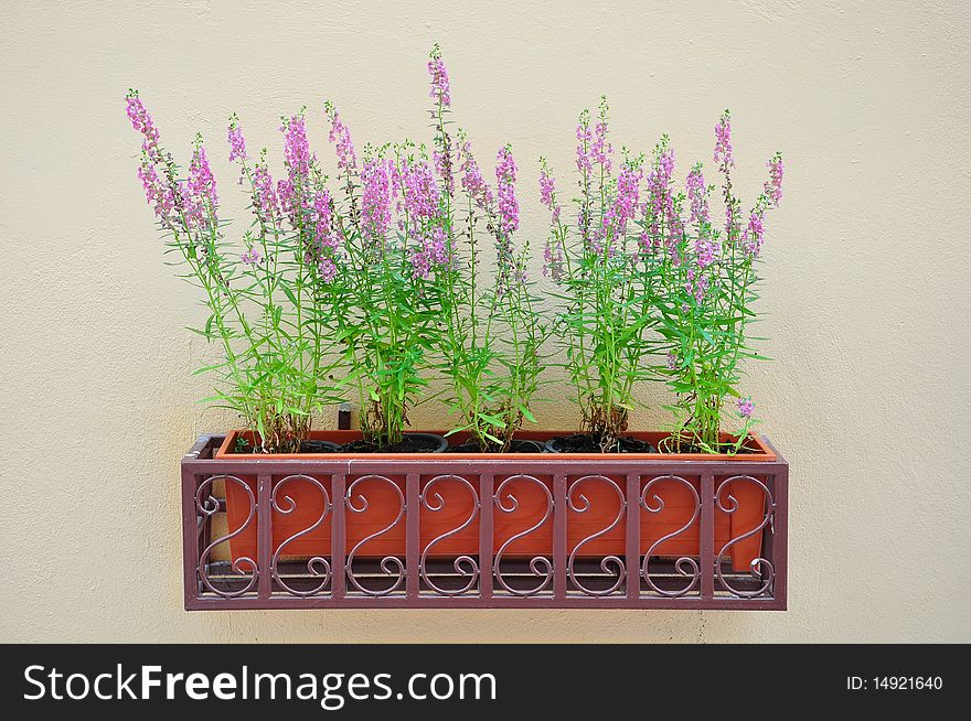 Many violet flowers in box