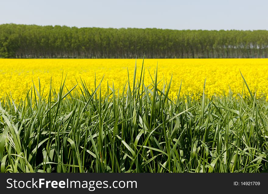 Rape field just blossomed with yellow color