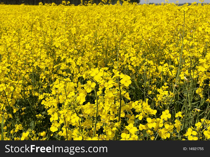 Rape field just blossomed with yellow color