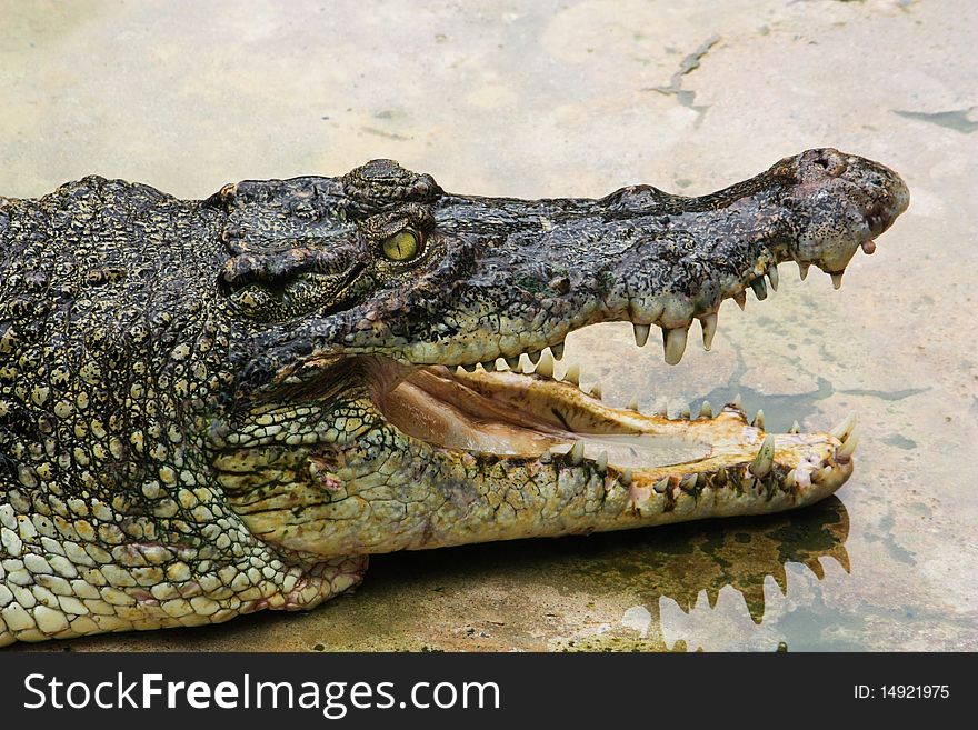 Crocodile  in crocodile farm in Thailand
southeast of Asia