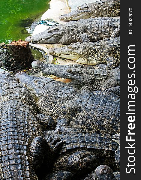 Crocodiles in crocodile farm in Thailand
southeast of Asia