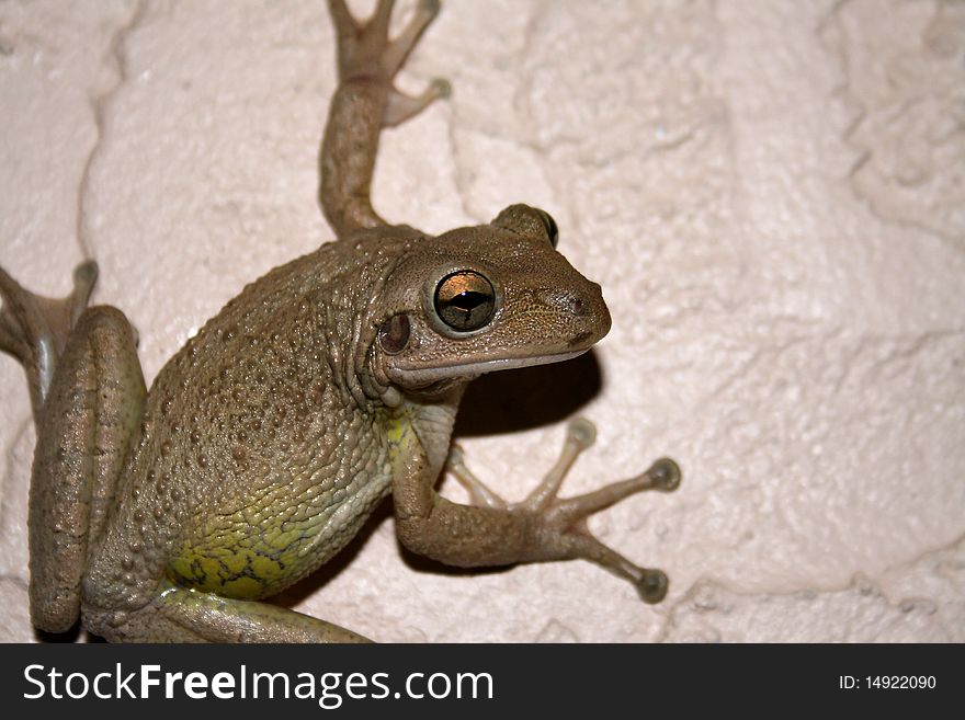 A tree frog clinging to a wall. This is an invasive species in Florida. A tree frog clinging to a wall. This is an invasive species in Florida.