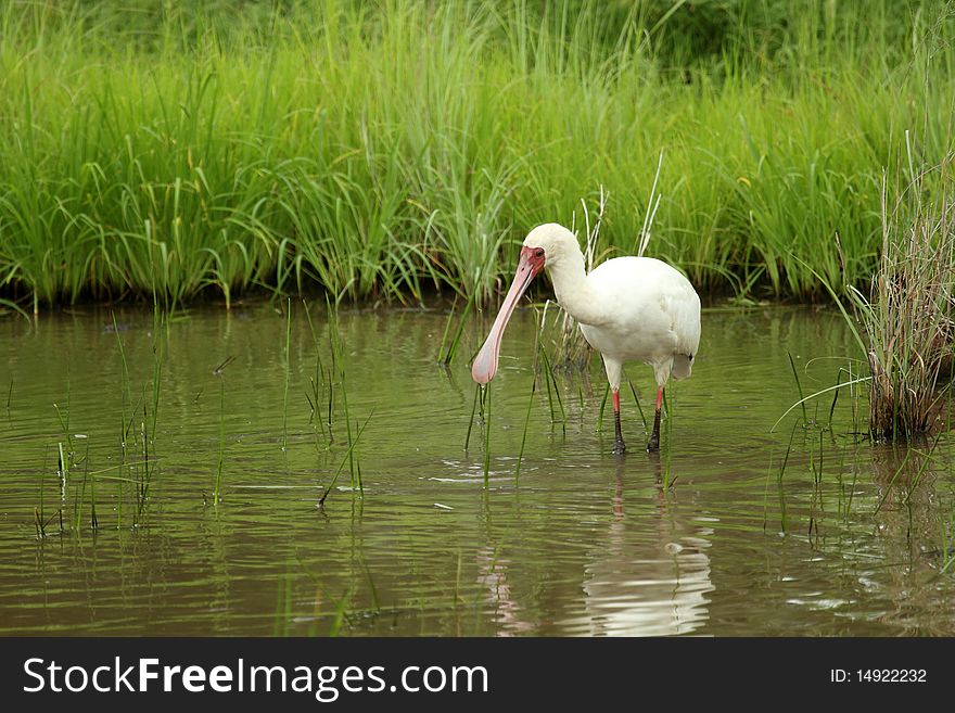African Spoonbill, fishing in shallow water. African Spoonbill, fishing in shallow water