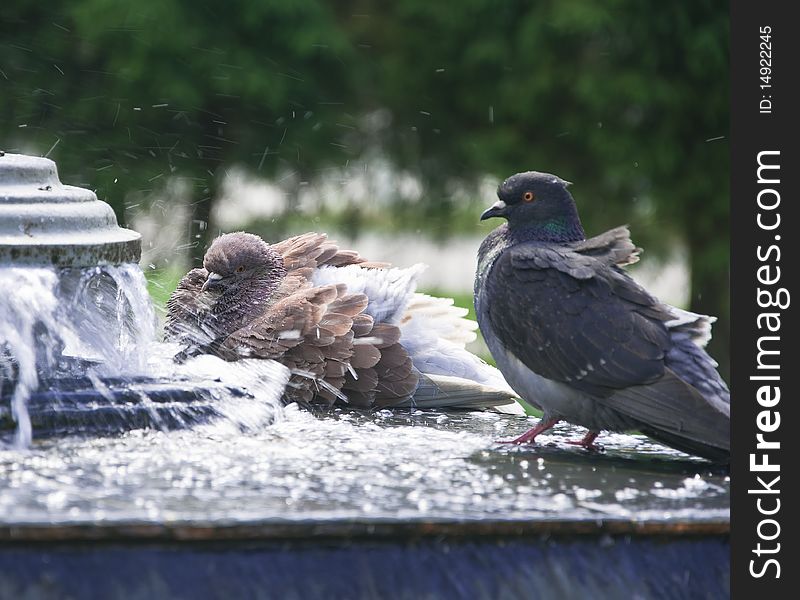 Pigeons in city fountain bathe in pure water