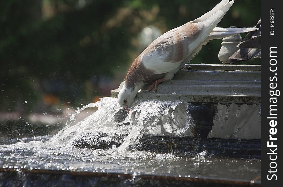 Potable water of pigeon from fountain in hot day. Potable water of pigeon from fountain in hot day