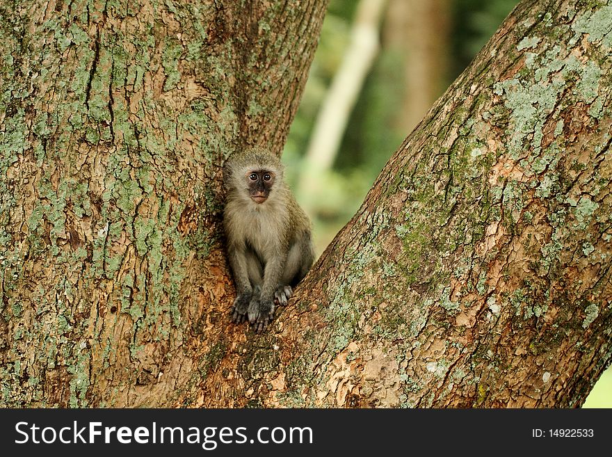 Vervet monket baby sitting in tree. Vervet monket baby sitting in tree