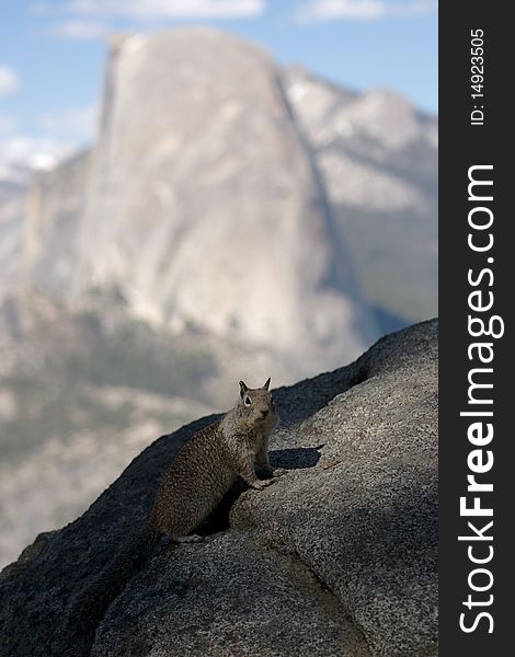 A squirrel in front of Half Dome at Yosemite National Park. A squirrel in front of Half Dome at Yosemite National Park