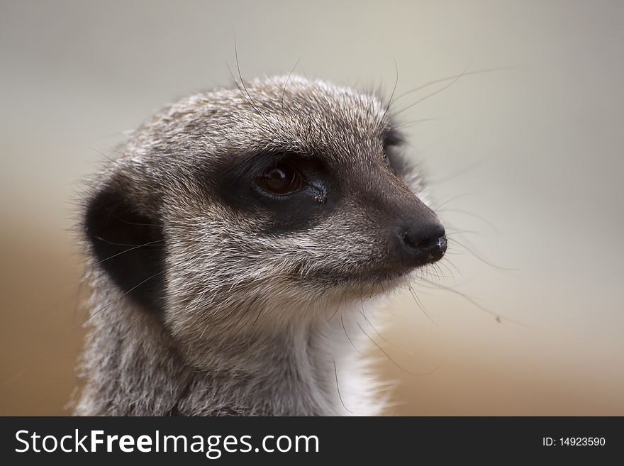 A close up of a Meerkat in Blair Drummond Safari Park in Scotland. A close up of a Meerkat in Blair Drummond Safari Park in Scotland