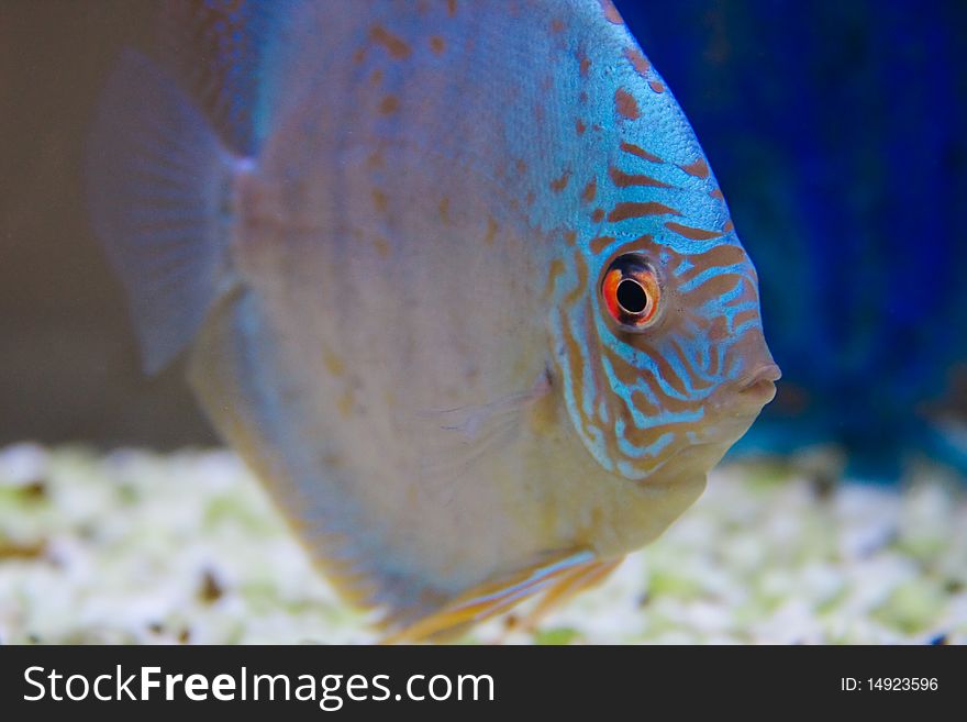 Colorful tropical Symphysodon discus fish. Colorful tropical Symphysodon discus fish