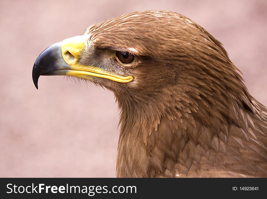 A close up of a white tail eagle in Blair Drummond Safari Park in Scotland. A close up of a white tail eagle in Blair Drummond Safari Park in Scotland