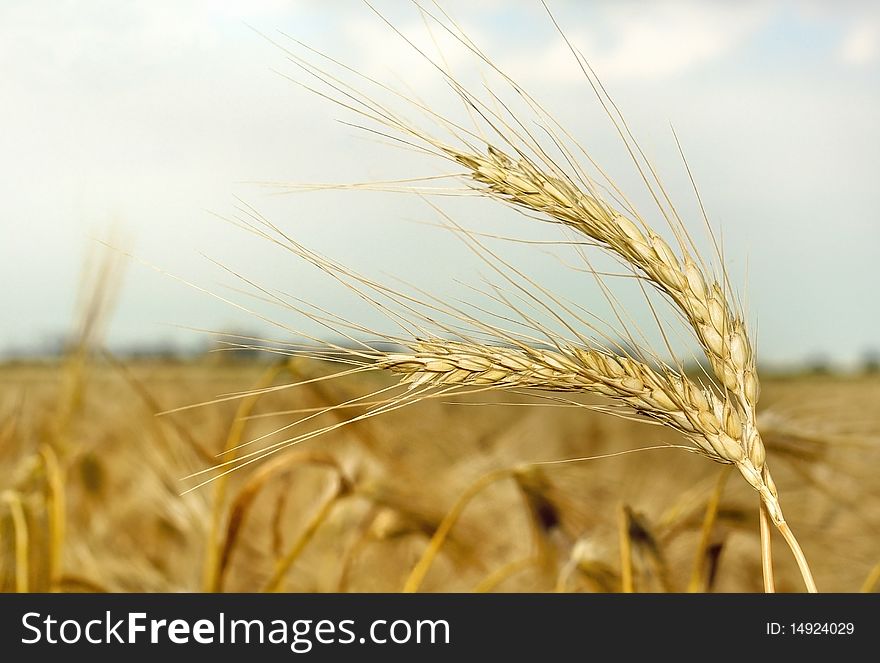 Wheat heads against blue sky