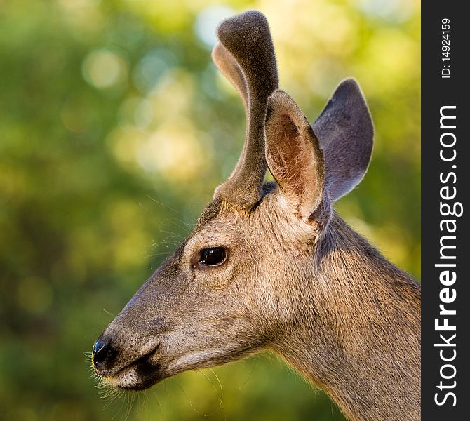 Closeup profile portrait of a wild male black-tailed deer. Closeup profile portrait of a wild male black-tailed deer.