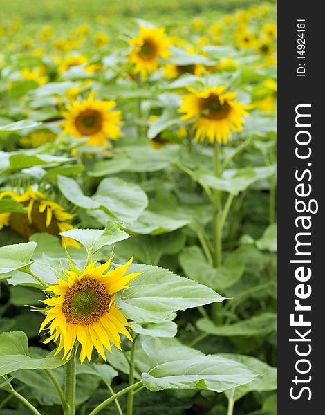Summer Field with cultivation of sun flower. Summer Field with cultivation of sun flower