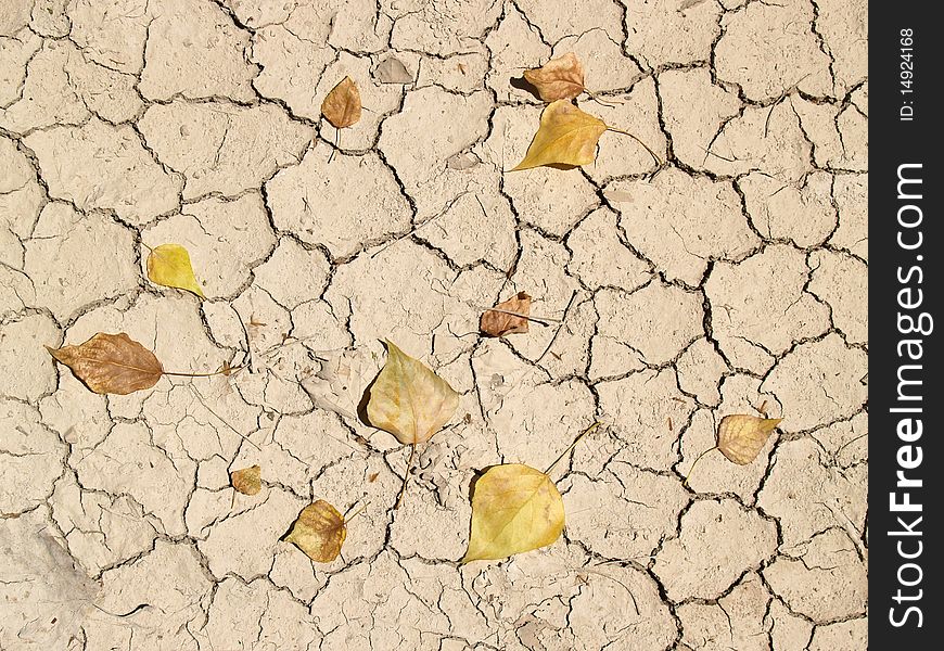 Cracked Earth with a few yellow leaves