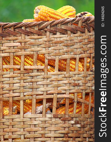 Harvested corn in a Basket