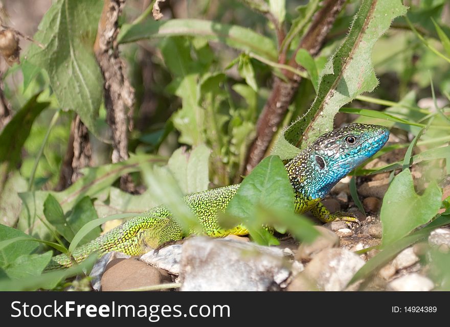 Lizard reptile in the grass