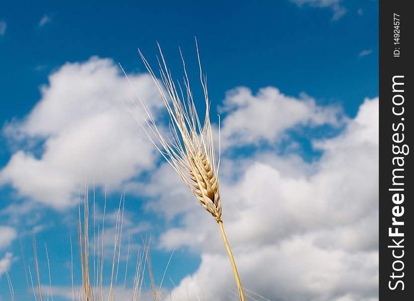 Wheat against the blue sky