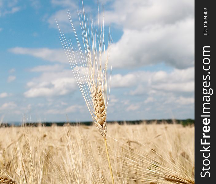 Wheat against the blue sky