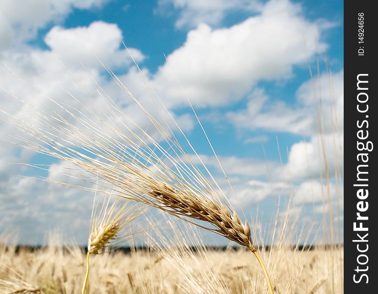 Wheat against the blue sky