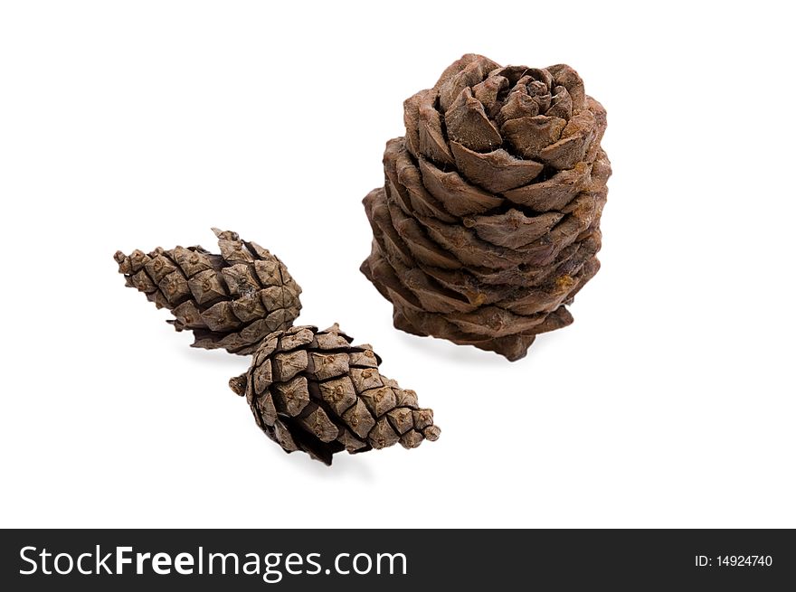 Spruce and cedar brown cones