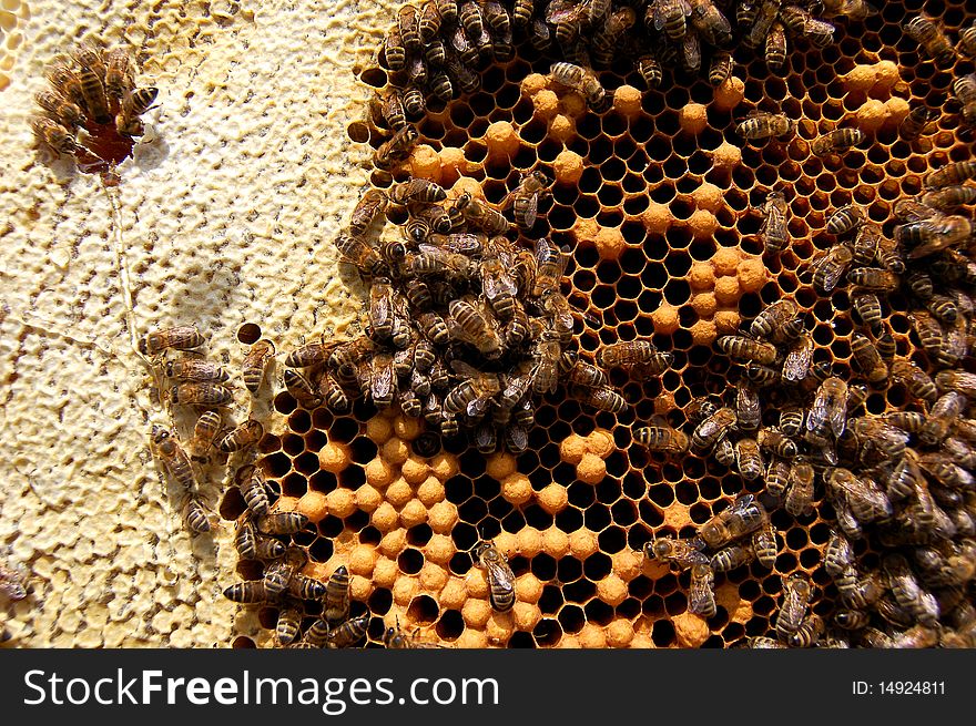 Bees on honeycomb