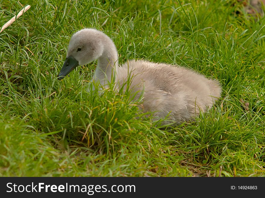 Young swan in the green grass