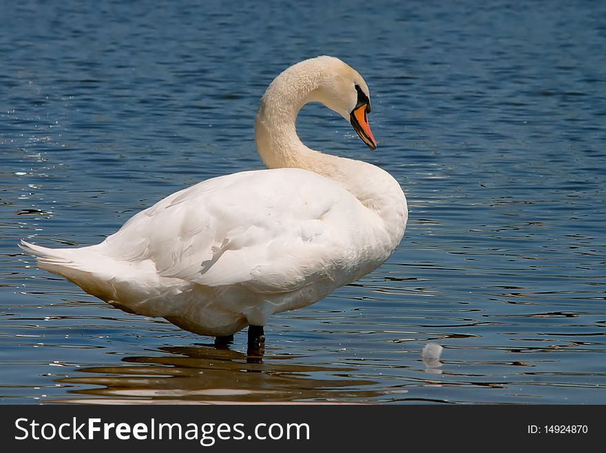 Adult swan standing at he edge of the river. Adult swan standing at he edge of the river