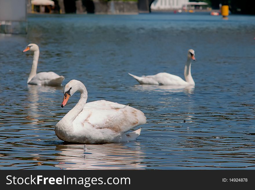 Three swans at the river