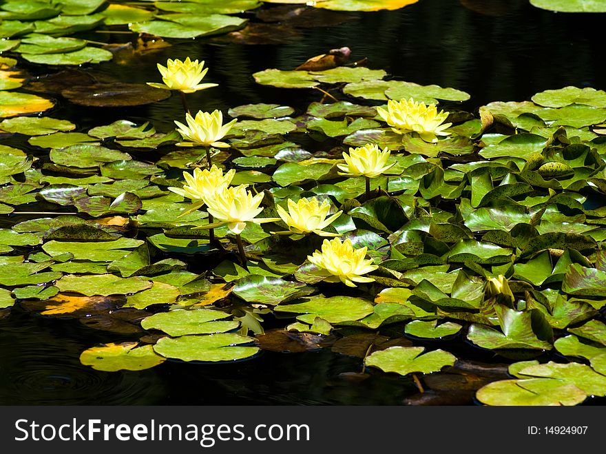 The yellow woter lilium in the lake