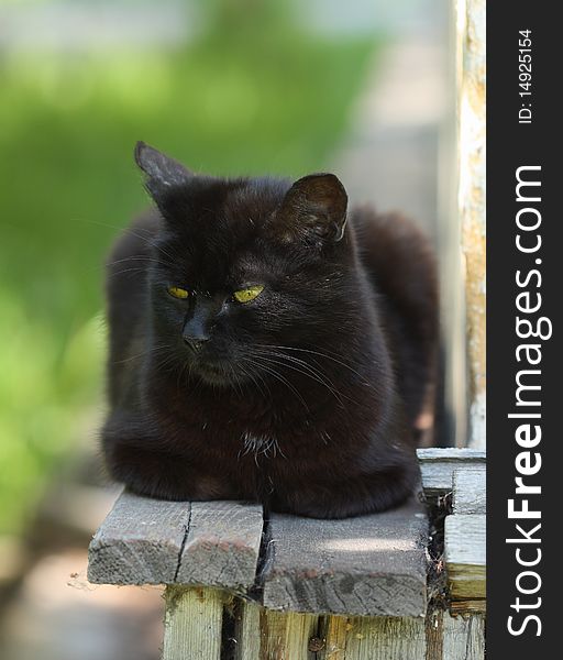 Black cat sitting on a street. Black cat sitting on a street