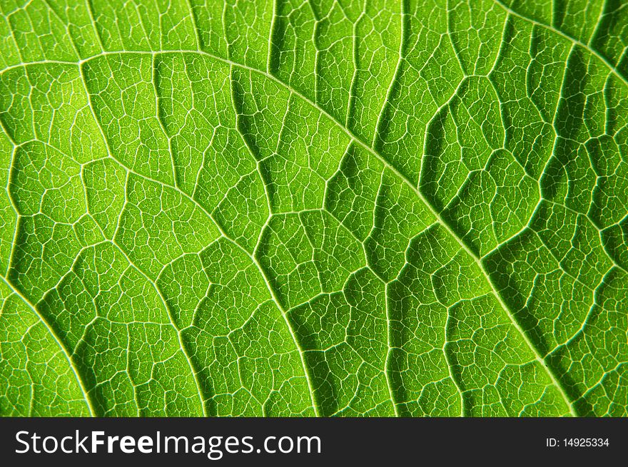 Surface of a green leaf