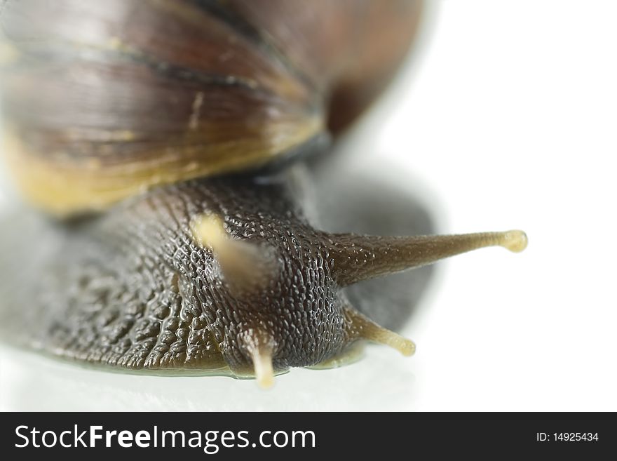 A big snail close up on white background. A big snail close up on white background
