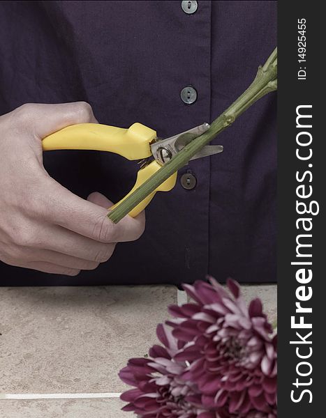 Woman trimming stem of a flower with scissors. Woman trimming stem of a flower with scissors