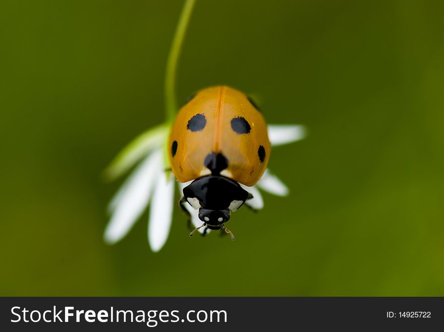 Ladybug sitting on a little flower