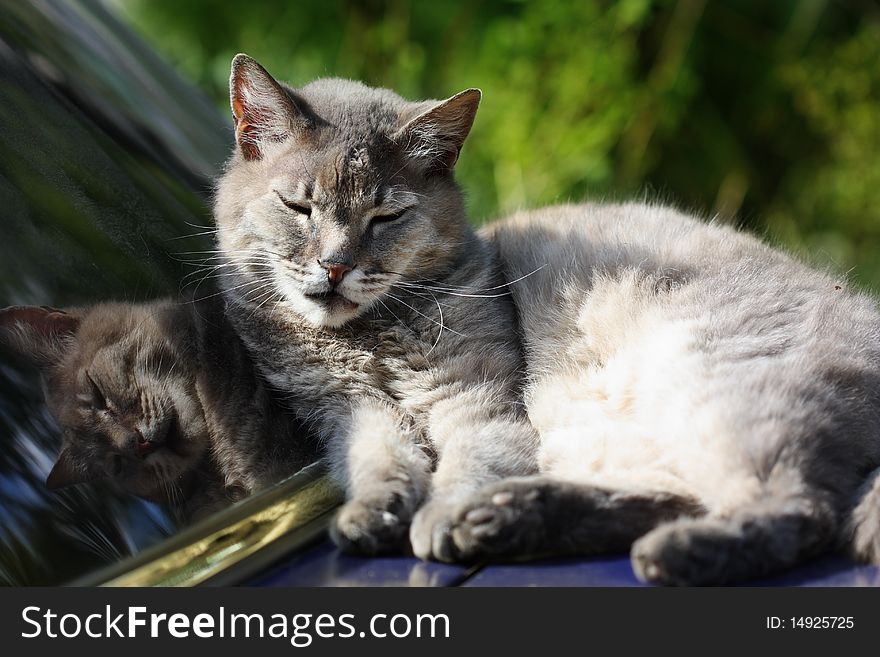 Grey tabby cat with eyes closed, lying on the soot car. Grey tabby cat with eyes closed, lying on the soot car