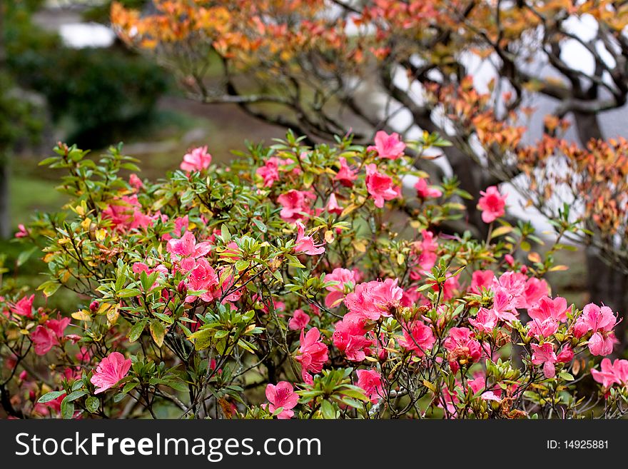 Pink flowers and green bushes in a Japanese autumn park. Pink flowers and green bushes in a Japanese autumn park