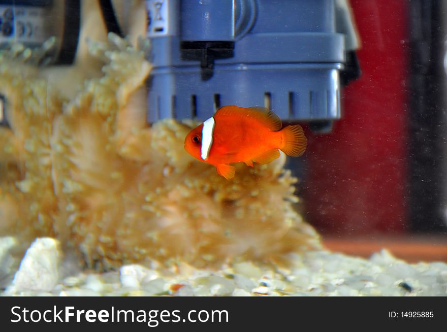 Anemone Fish in the marine tank