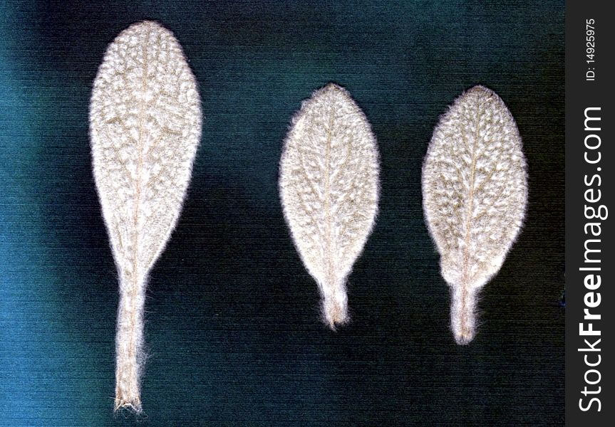 Lamb's Ears Leaves showing dense matted hairs with blue textured background.