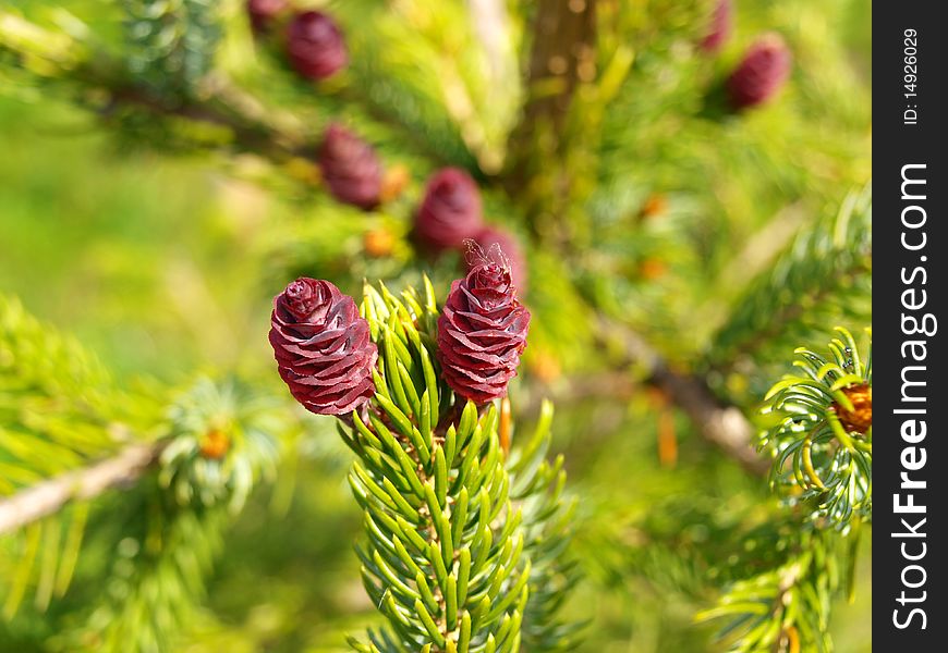 Small cones on the tree