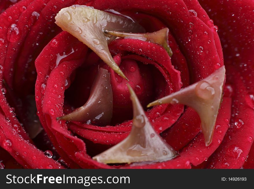 Red rose and thorn (Macro, High Resolution Image)