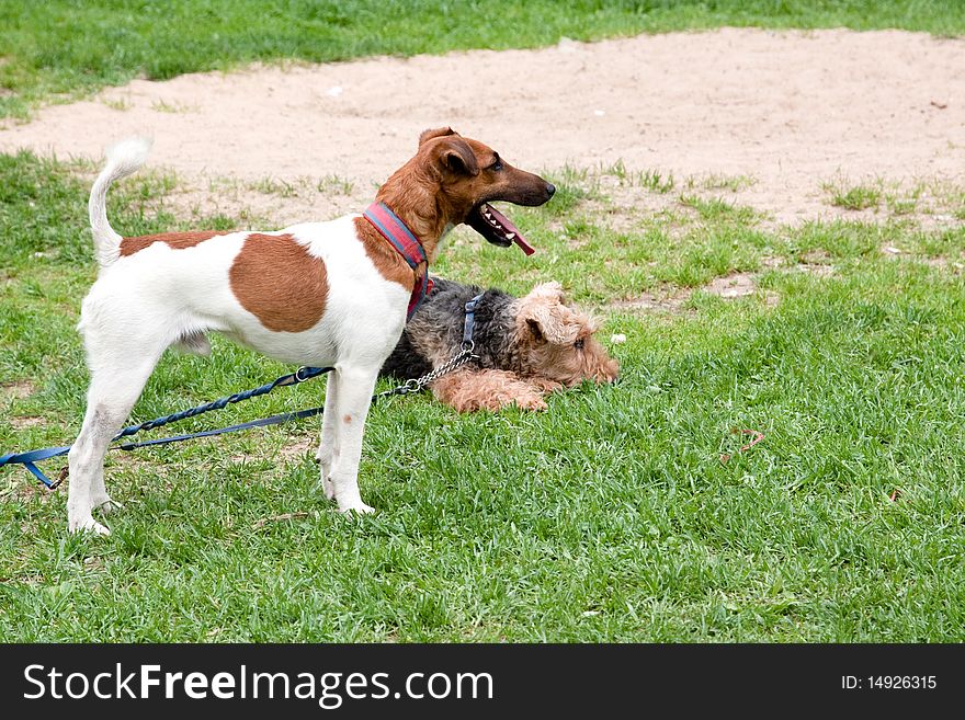 A standing terrier and a lying terrier on grass. A standing terrier and a lying terrier on grass