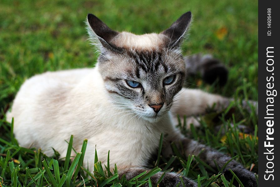 Photo of white cat with blue eyes laying in grass. Photo of white cat with blue eyes laying in grass