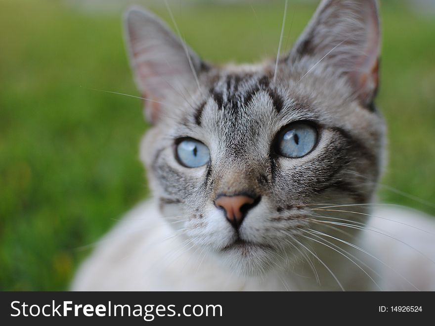 Photo of white cat with blue eyes laying in grass. Photo of white cat with blue eyes laying in grass