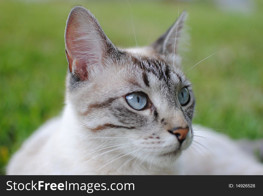 Photo of white cat with blue eyes laying in grass. Photo of white cat with blue eyes laying in grass