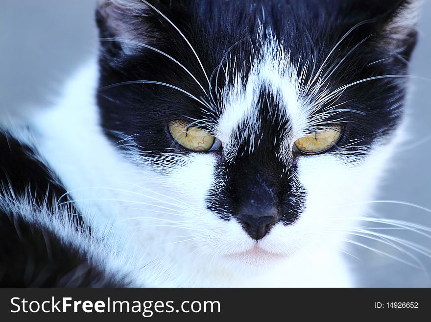 Very nice close-up portrait of cat. Very nice close-up portrait of cat