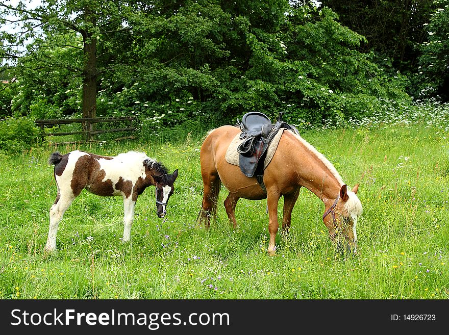 Mare and her foal on grass field